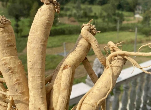 神農(nóng)黨參：千年本草的補(bǔ)氣奧秘，這些養(yǎng)生好處你知道嗎？