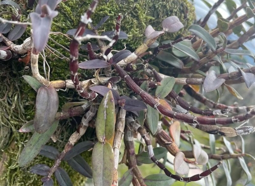 鐵皮石斛的三大好處