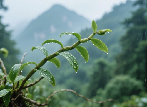 秘境仙草：來(lái)自神農(nóng)架原始森林的鐵皮石斛