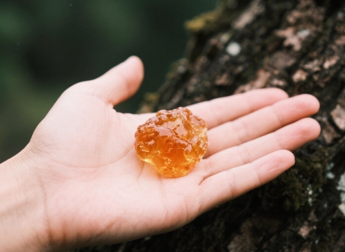 小姐姐都愛(ài)的新鮮貨：神農(nóng)架當(dāng)年新采桃膠，雜質(zhì)少易泡發(fā)