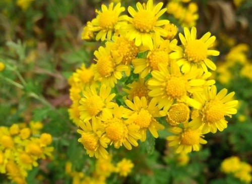 認(rèn)識(shí)神農(nóng)香菊：抗氧化、防疾病的珍貴植物