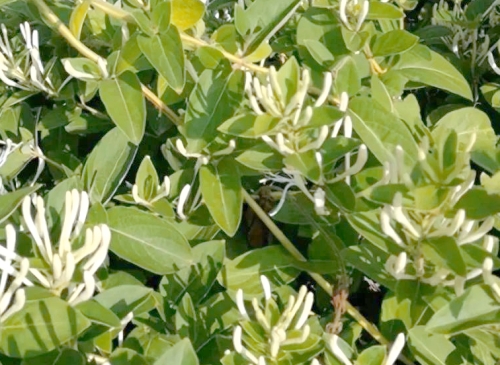 神農(nóng)金銀花的種植秘籍與產(chǎn)品特色全揭秘